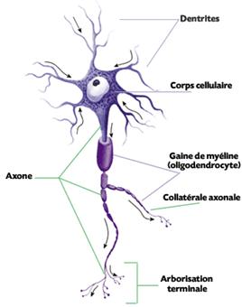 dendrites